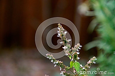 Flower stalk of patchouly plant Stock Photo