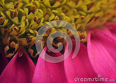 Flower Staminas and Petals Extreme macro Stock Photo