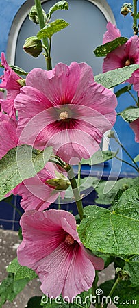 Flower Stock Rosa pink, Alcea rosea, ordinary. Mallow. Flowers for home and garden. Pink flowers Stock Photo