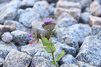 The flower is on stone, the birth of a new life in very difficult conditions. Stock Photo
