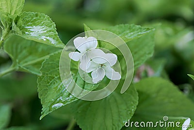 Striped cream violet Viola striata Stock Photo