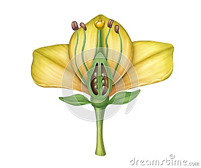 Flower structure on white background Cartoon Illustration