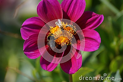 A flower, a bumblebee and bees - Front view Stock Photo