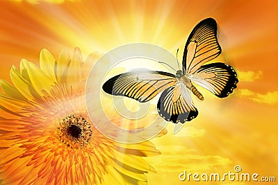 Flower Sun Sky Butterfly Stock Photo