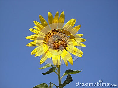 The flower of the sun is sunflower. Bright yellow sunflower against the sky. Stock Photo