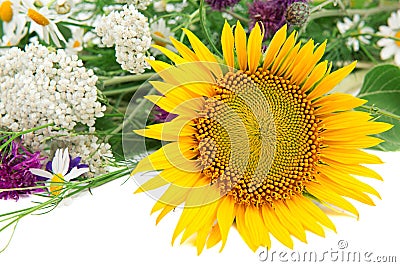 Flower of sunflower and other wildflowers Stock Photo