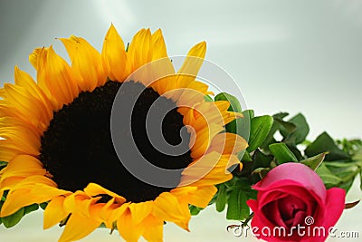 Flower Stock Photo