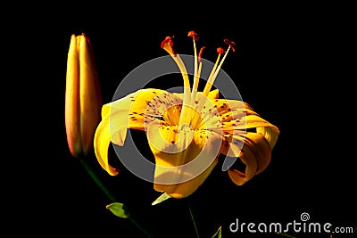 Flower in the sunlight on a dark background Stock Photo