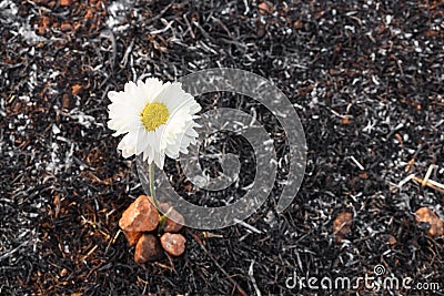 Flower survive on ash of burnt grass Stock Photo