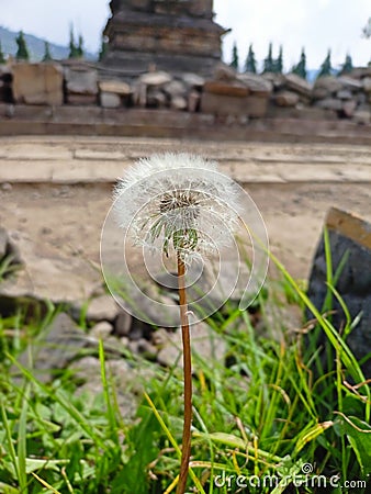 A flower that is sustaining life Stock Photo