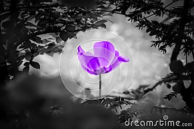 Purple tulip soul in black white for peace heal hope Stock Photo