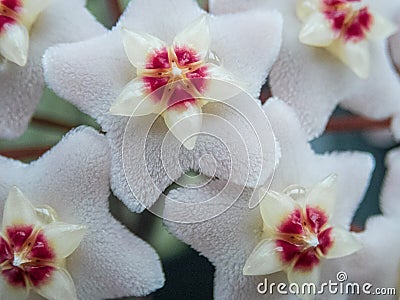 Flower tears 2 - Hoya carnosa close-up Stock Photo