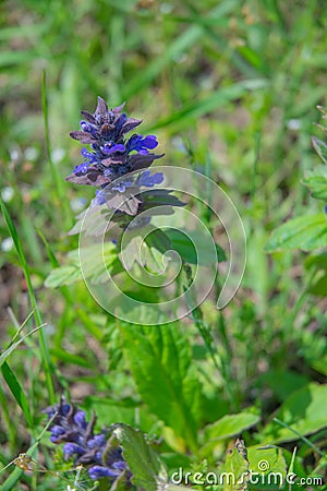 Pyramidal tenacious Stock Photo