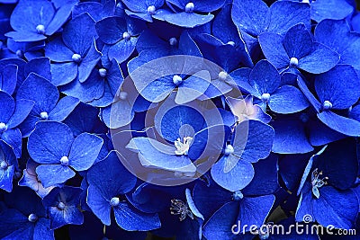 Flower texture of blue hydrangea. Bright saturated color of inflorescence petals fills the entire field. Bush ornamental flowering Stock Photo