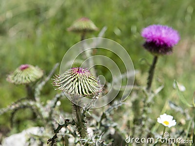 Flower on the thistle plant, Carduus platypus Lange Stock Photo