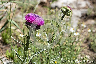 Flower on the thistle plant, Carduus platypus Lange Stock Photo