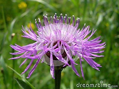 Flower of thistle Stock Photo