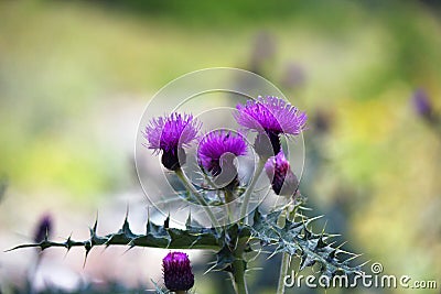 Flower thistles Stock Photo