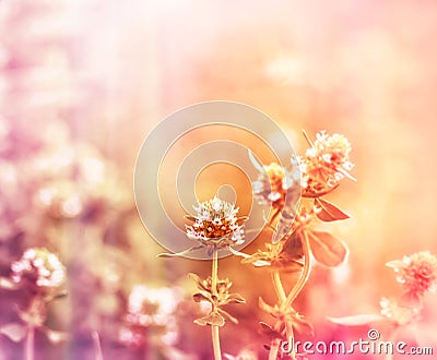 Flower of thyme Stock Photo