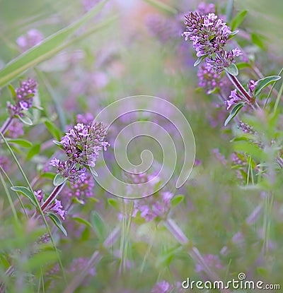 Flower thyme Stock Photo