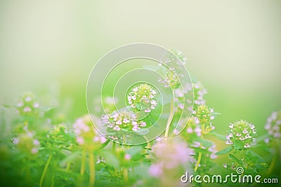 Flower of thyme Stock Photo