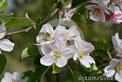 Flower on the tree and bussy bee. Stock Photo