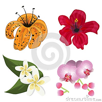 Flower tropic flora vector. Flowering tropical plant decoration nature. Vector Illustration