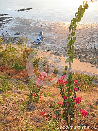 Flower with tropical beach and sea in the back, Labuan Bajo, Flores, Indonesia Stock Photo