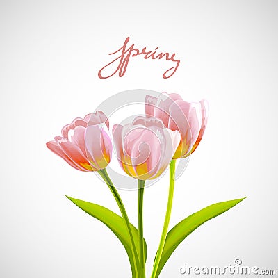 Flower tulip background. Vector Illustration