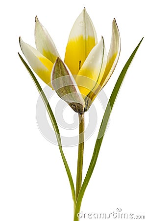 Flower of tulip botanical, lat.Tulipa botanical, isolated on white background Stock Photo