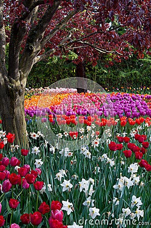 Flower tulip garden, tulip festival Stock Photo