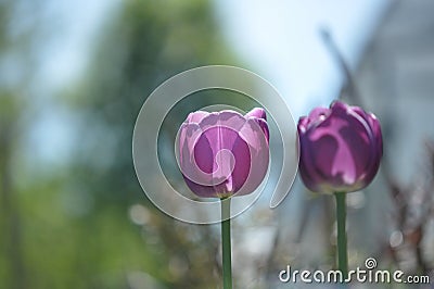 A flower tulip with green leaf on a spring summer day Background with a field of tulips closeup Design of a holiday postcard Stock Photo