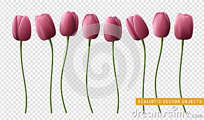 Flower tulip realistic on transparent background Vector Illustration