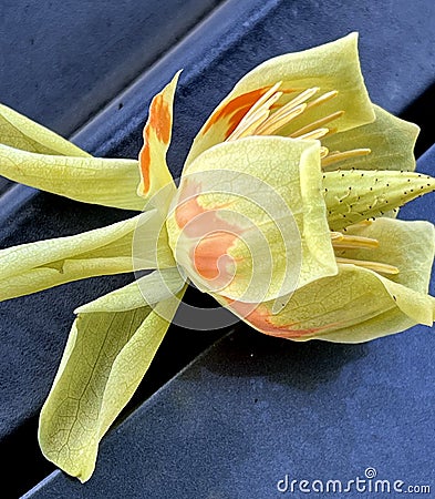 Flower of Tulip Tree, Liriodendron tulipifera Stock Photo