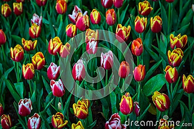 Flower tulips Stock Photo