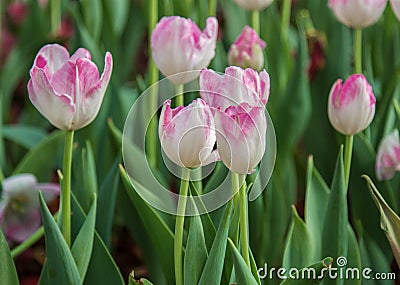 Flower tulips Stock Photo