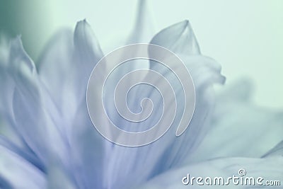 Flower turquoise-blue background of dahlias petals. Macro photography. Soft focus. Stock Photo