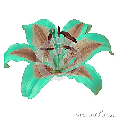 Flower turquoise brown lily isolated on white background with clipping path. Close-up. Stock Photo