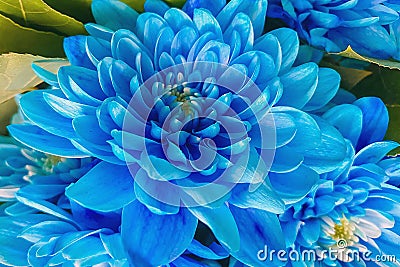 Flower up close. Bouquet of blue flowers Stock Photo