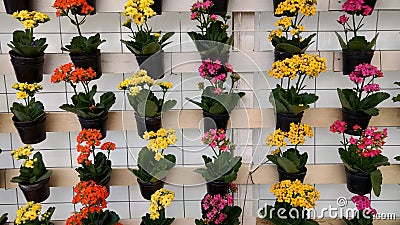 Flower vase wall Stock Photo