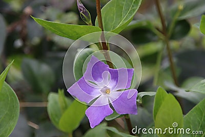 Flower of the Vinca major or Greater Periwinkle in public park Hitland in the Netherlands Stock Photo