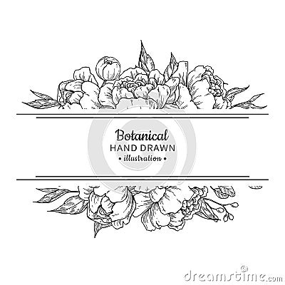 Flower vintage border. Vector peony and roses botanical drawing. Vector Illustration