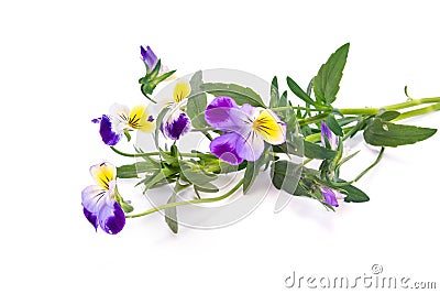 Flower Viola tricolor or Pansy Stock Photo