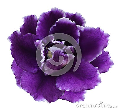 Flower violets on a white isolated background with clipping path no shadows. Closeup For design. Stock Photo