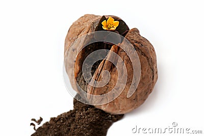 Flower in wallnut shell Stock Photo