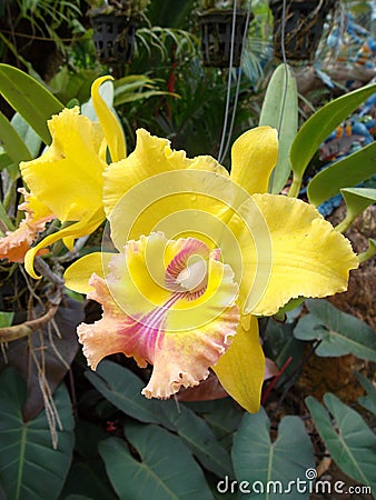 Flower of the wanted color on backgrond sheet pestle Stock Photo