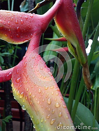 Heliconia and nature Stock Photo