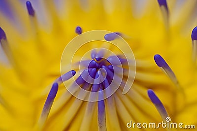 flower water lilly macro Stock Photo