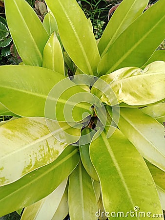 The flower which has lemon green leaves, looks beautiful? Stock Photo