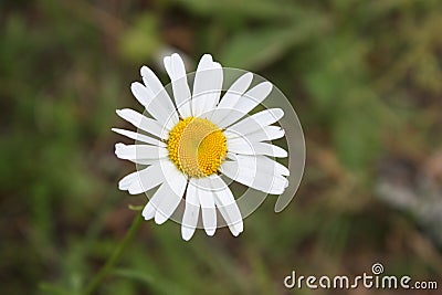 Flower which will predict to you love Stock Photo